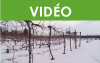 Formation Maître viticulteur : Estimer la survie hivernale et protéger les vignes du froid