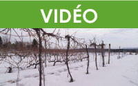 Formation Maître viticulteur : Estimer la survie hivernale et protéger les vignes du froid