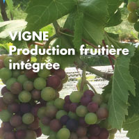 Affiche de production fruitière intégrée - Vigne 2021