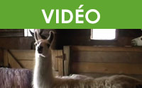 La production de fibres de camélidés : lamas et alpagas - Tonte, taille des ongles et dentition