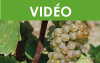 Webinaire vigne - Planifier ses vinifications : ça commence par le suivi de maturité!