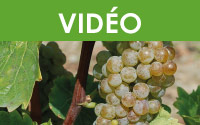 Webinaire vigne - Planifier ses vinifications : ça commence par le suivi de maturité!