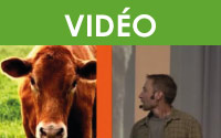 Manipulation des bovins : sécurité, efficacité et réduction du stress pour les animaux