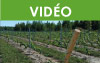 Conseils pour bien implanter un vignoble