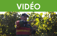 Gérer la vigueur et la canopée au vignoble – atelier au vignoble (en anglais, sans sous-titres)