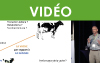 Effet du stress thermique en fin de gestation sur les vaches et les génisses