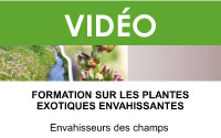 Les plantes exotiques envahissantes des champs (3 vidéos)