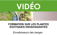Les plantes exotiques envahissantes en milieu riverain (3 vidéos)