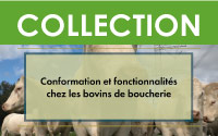 Conformation et fonctionnalité chez les bovins de boucherie (collection) (6 vidéos et fiches complémentaires)