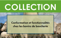 Conformation et fonctionnalité chez les bovins de boucherie