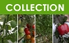 Le maraîchage diversifié en serre : tomate, concombre, poivron (4 vidéos) (collection)