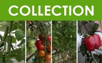 Le maraîchage diversifié en serre : tomate, concombre, poivron (4 vidéos) (collection)