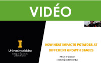 Changement climatique : comment la chaleur affecte les pommes de terre à différents stades de croissance (VOA)