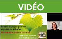Parlons cépages pour les vignobles du Québec : tendances, caractéristiques, points forts et points faibles au champ et dans la bouteille