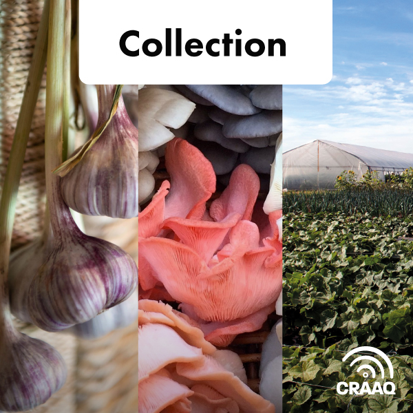 Fiches synthèses - Collection Légumes (PDF)