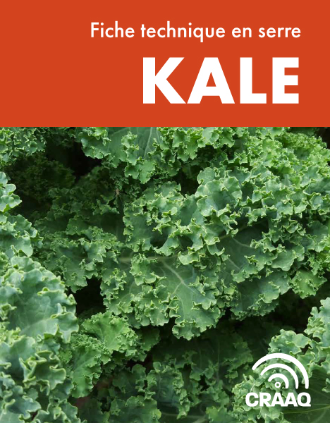 Fiche de production d'automne de kale en serre (PDF)