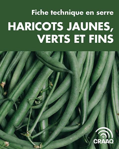 Fiche technique en serre - Haricots jaunes, verts et fins (PDF)