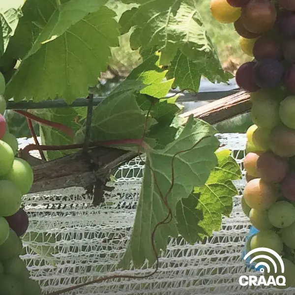 Fiches techniques pour l'identification et la gestion des maladies du bois de la vigne (PDF)