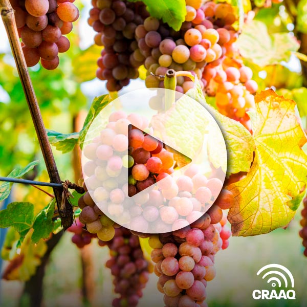 Formation Maître viticulteur : Tuteurer et palisser les vignes