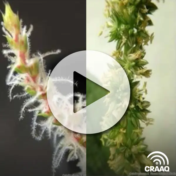 L'amarante tuberculée : nouvel ennemi des grandes cultures