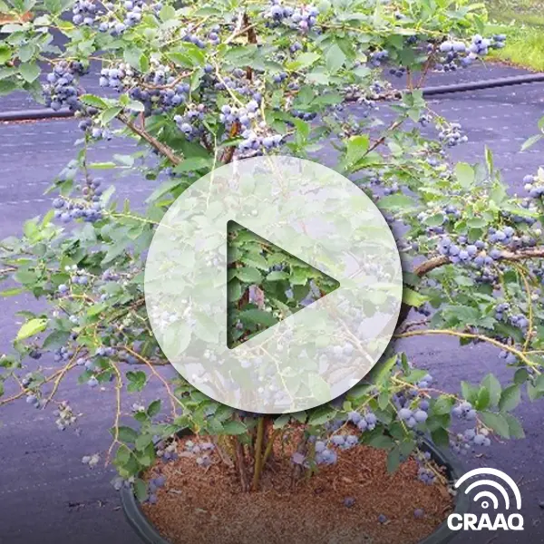 La culture des bleuets en pots à la Bleuetière de Parisville Inc.