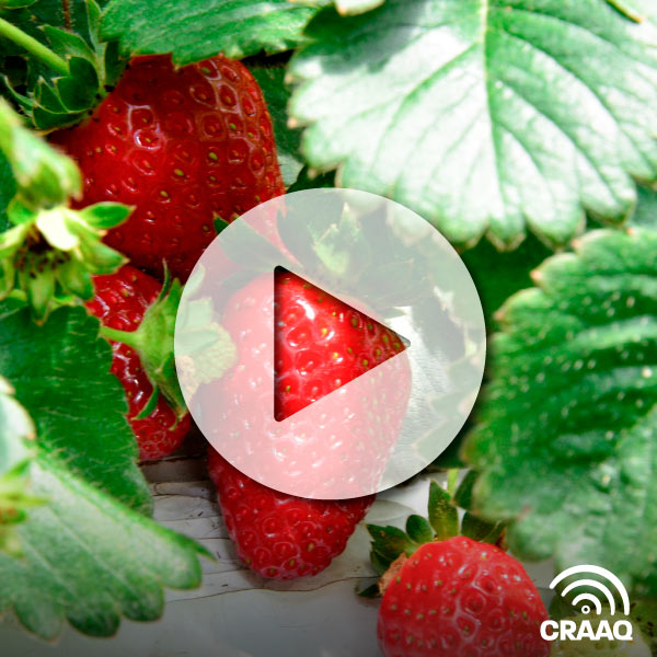 La fraise hors-sol au Québec