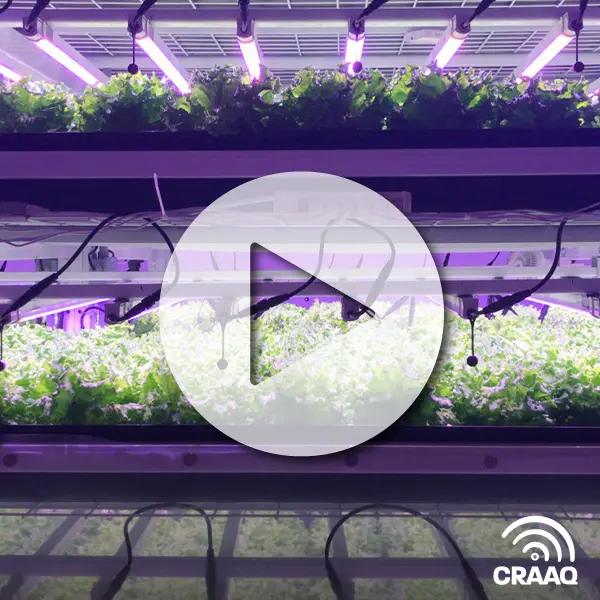 La petite histoire de la première ferme verticale commerciale au Québec