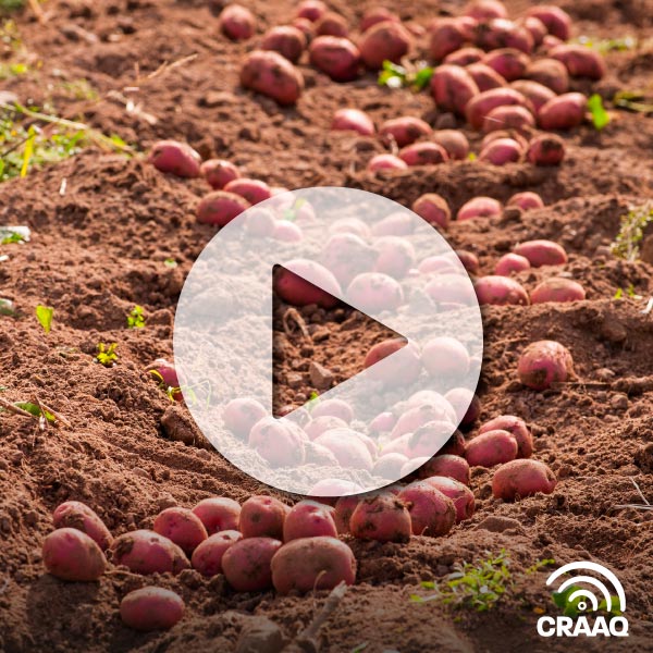 Améliorer l'efficacité de l'utilisation de l'eau dans la pomme de terre par une connaissance plus approfondie des cultivars