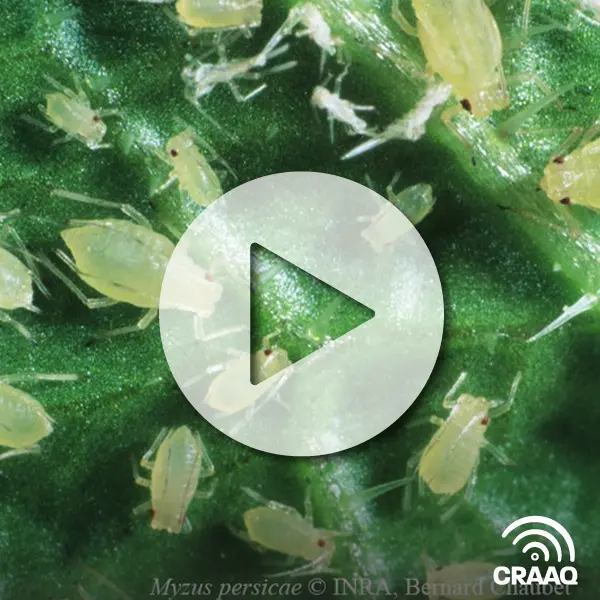 L’utilisation des prédateurs et parasites en serre de légumes biologiques diversifiés : planifier pour mieux contrôler