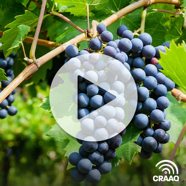 Parlons cépages pour les vignobles du Québec : tendances, caractéristiques, points forts et points faibles au champ et dans la bouteille