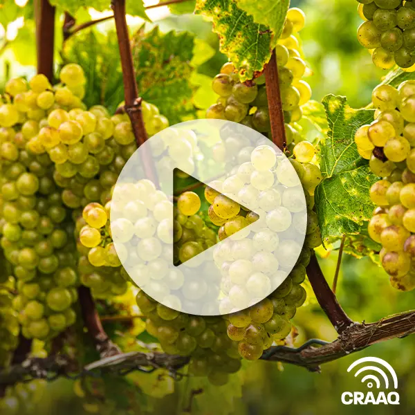 Quelles pistes pour améliorer la qualité des baies chez les vignobles nordiques?