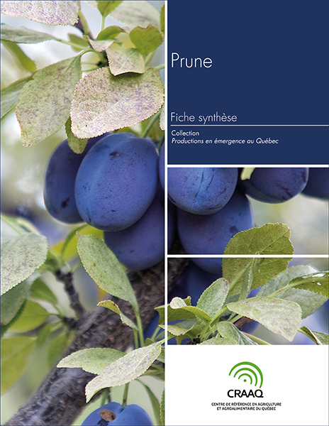 Fiche synthèse - Prune (PDF)