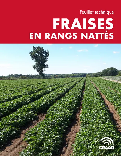 Feuillet technique : Fraises en rangs nattés