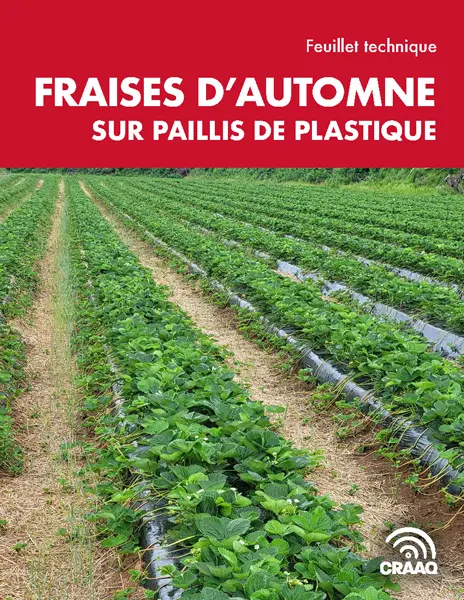 Feuillet technique : Fraises d'automne sur paillis de plastique (PDF) 