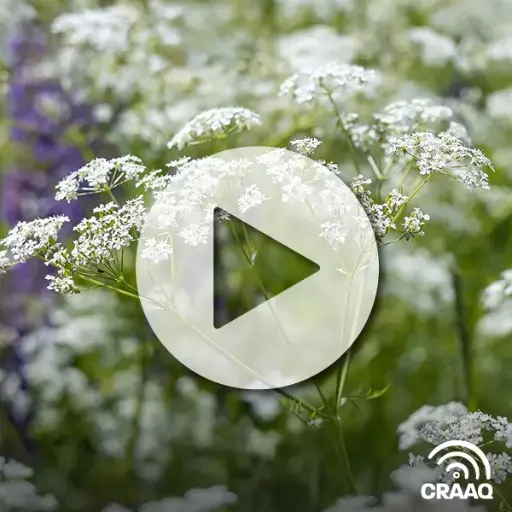 [PVIN0271] Réglementation, déontologie et agronomie : comment intervenir et quelles sont les ressources disponibles dans la lutte contre les plantes exotiques envahissantes?