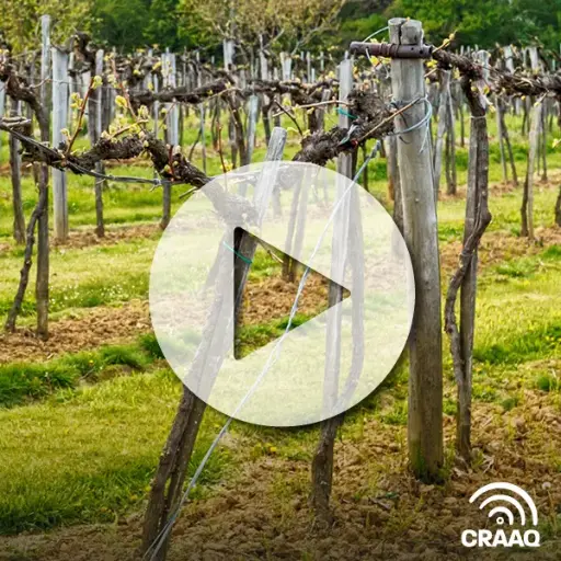 [PVIN0369] Comprendre les porte-greffes et leur rôle dans la rusticité - Maladies du bois de la vigne : présentation des fiches