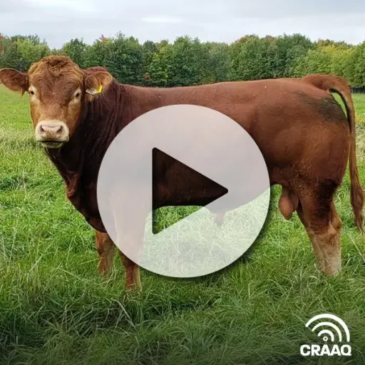 [PVIN0386 un document plus 6 vidéos] Conformation et fonctionnalité chez les bovins de boucherie (collection) (6 vidéos et fiches complémentaires)