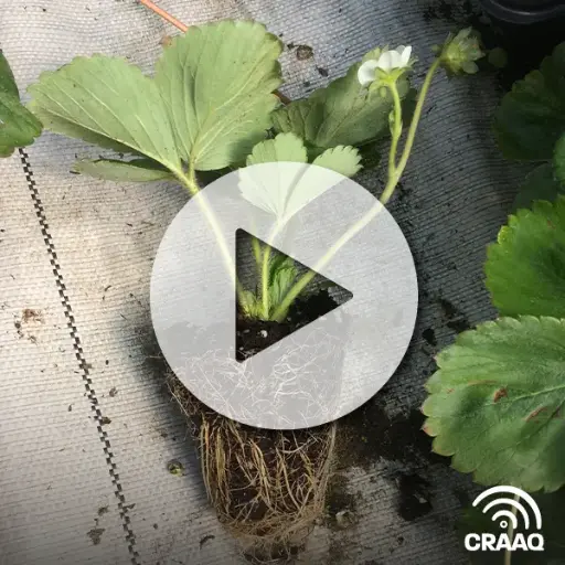 [PVIN0393 une vidéo plus un pdf] Le fraisier en motte (VOA) 