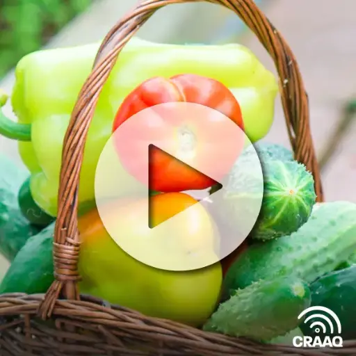 [PVIN0398 4 vidéos] Le maraîchage diversifié en serre : tomate, concombre, poivron (4 vidéos)