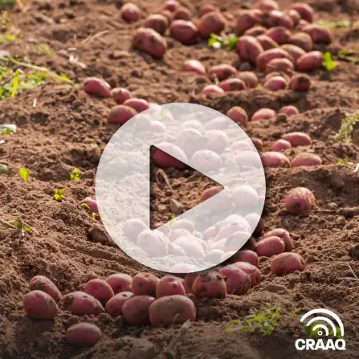 [PVIN0404] Changement climatique : comment la chaleur affecte les pommes de terre à différents stades de croissance (VOA)