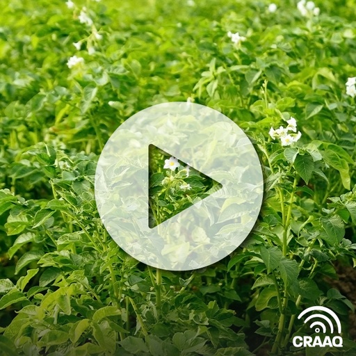 [PVIN0448] Stratégies de lutte contre la souche NTN du virus Y et influence sur le rendement